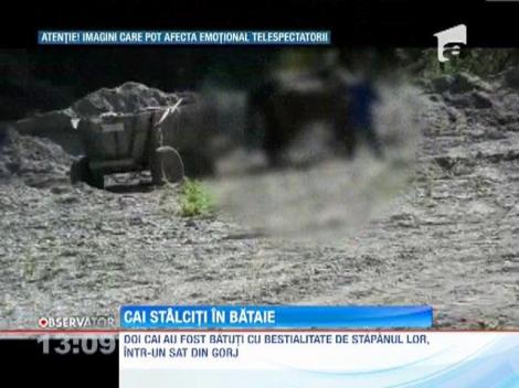 Doi cai au fost batuti cu bestialitate de stapanul lor, intr-un sat din Gorj
