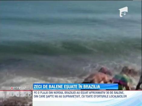 Zeci de balene esuate in nordul Braziliei
