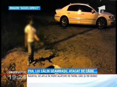 Davin, fiul Calin Geambasu, atacat de un maidanez