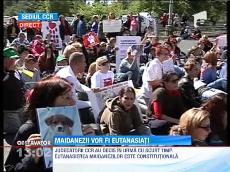 Judecatorii Curtii Constitutionale au decis ca maidanezii pot fi eutanasiati