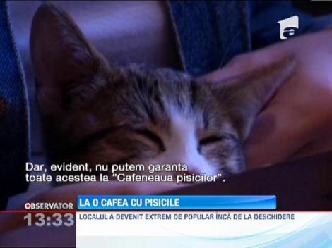 O cafenea din Paris le ofera clientilor compania pisicilor