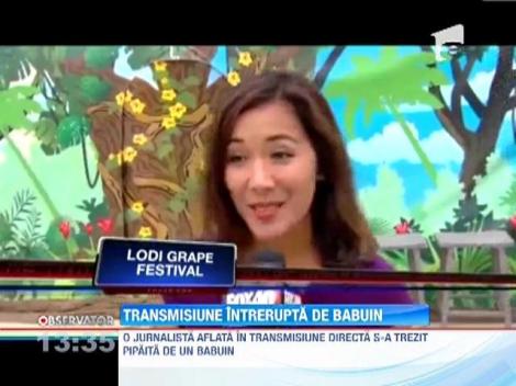 O jurnalista a fost pipaita de un babuin