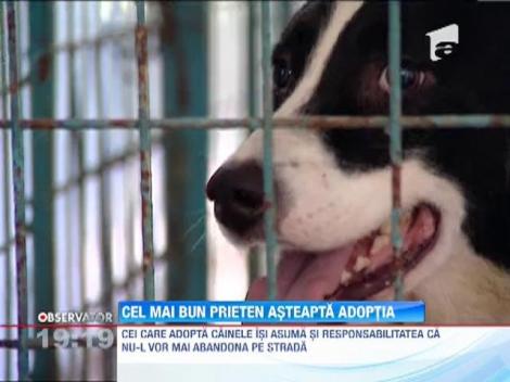 Cel mai bun prieten asteapta adoptia