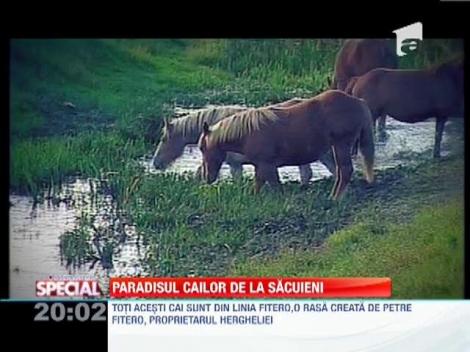 Cea mai mare herghelie privata din Europa se afla la Sacuieni