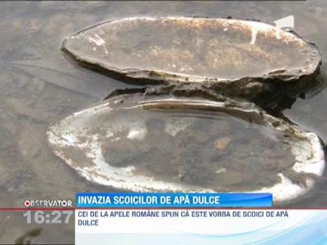 Mii de scoici de apa dulce, pe malurile raului Mures