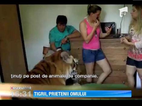 Tigrul, cel mai bun prieten! O familie din Brazilia traieste cu sapte animale periculoase IN CASA