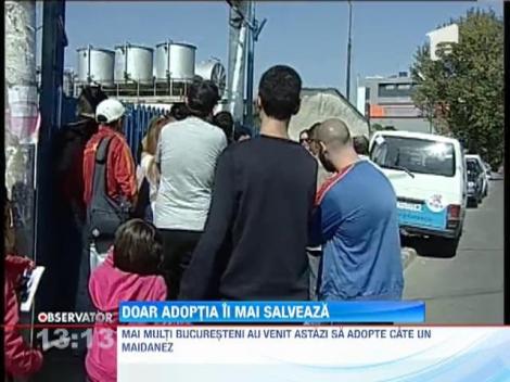 Doar adoptia ii mai poate salva pe maidanezi de la moarte