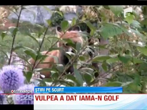 O pasiune ilegala! Cand nu ajunge la struguri, vulpea da iama in mingile de golf