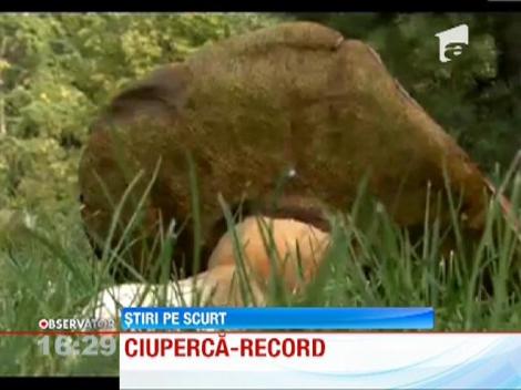 Un polonez a gasit o ciuperca de trei kilograme intr-o padure