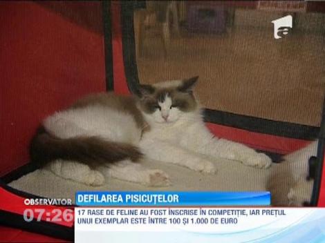 Cele mai frumoase pisici s-au intrecut la un concurs desfasurat in Capitala