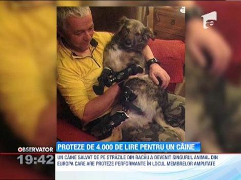 Un maidanez din Bacau, singurul animal din Europa care are proteze performante