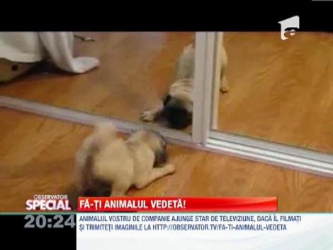 Fa-ti animalul vedeta!