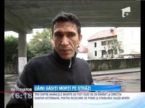 Imagini socante la Targu Jiu! Locuitorii unui cartier au filmat mai multi caini in agonie