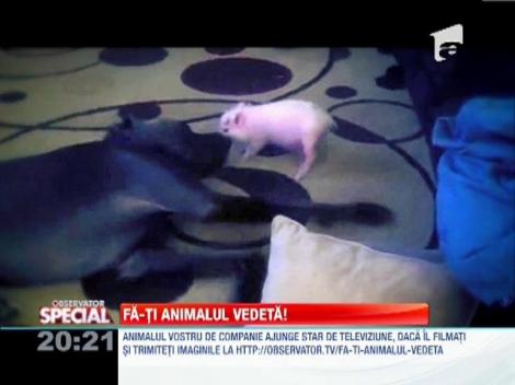 Purcelusul care insista sa devina prieten cu un Dog German