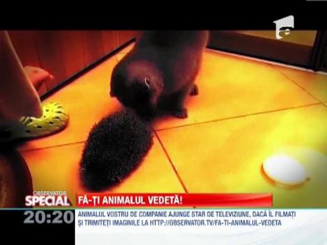 Fa-ti animalul vedeta! Pisica si ariciul