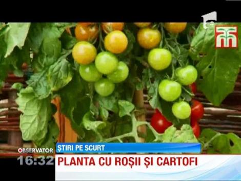 A aparut planta hibrid care produce rosii si cartofi in acelasi timp