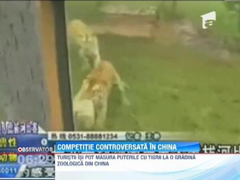 Turistii isi pot masura puterile cu tigrii de la o gradina zoologica din China