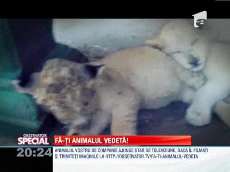 Fa-ti animalul vedeta!