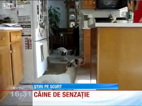 Un caine flamand cere cu disperare mancare de la stapan