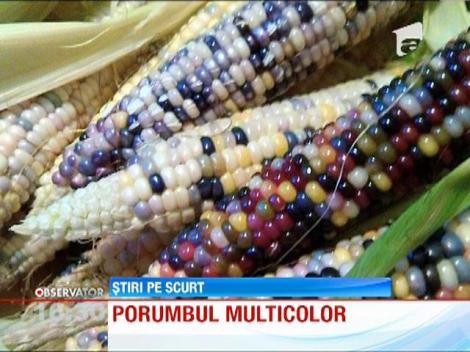 Un fermier produce porumb cu boabe colorate