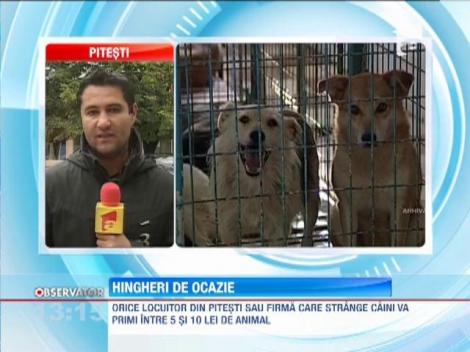 Locuitorii din Pitesti care strang caini vor primi intre 5 si 10 lei de animal