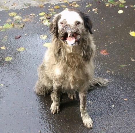 Imagine Socanta! Caine desfigurat cu o sabie