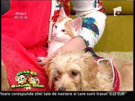 "Neatza" sustine adoptiile de animale! O pisicuta si un caine isi cauta stapani 