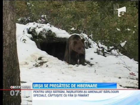 Ursii se pregatesc pentru hibernare