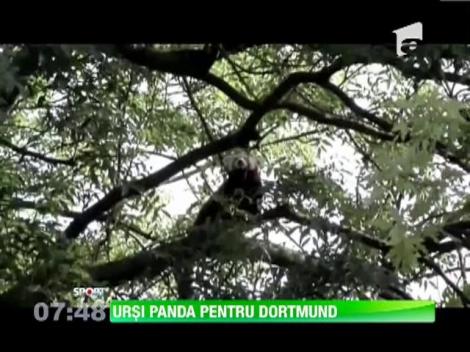 Doi ursi panda rosii sunt armele Borussiei Dortmund in lupta cu Bayern Munchen