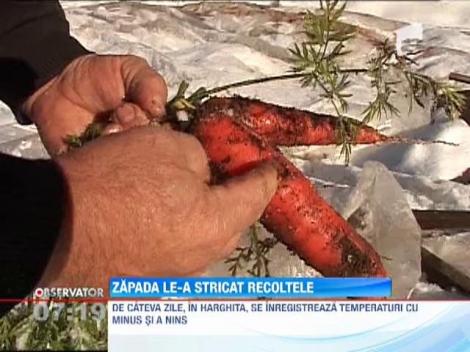 Zapada de octombrie a facut dezastru in gradini