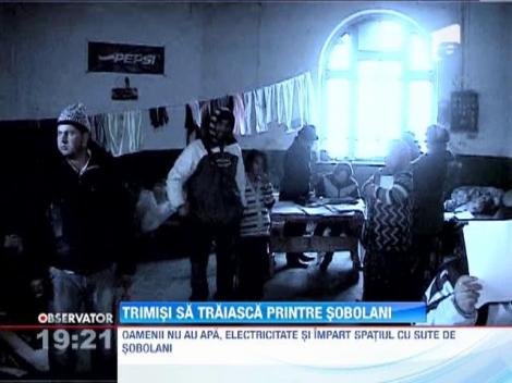 Trimisi sa traiasca printre sobolani