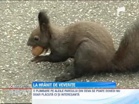 Hranitul veveritelor, metoda de relaxare