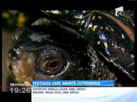 Oracolul de la Vrancioaia! O broasca testoasa ar fi prezis cu doua zile inainte cutremurul de duminica!