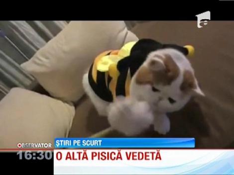 Pisica Snoopy cucereste internetul: in doar cateva ore i s-a dus faima in toata lumea