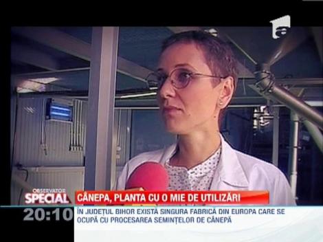 Canepa, planta cu o mie de utilizari