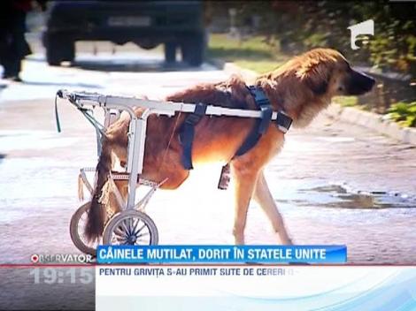 Cainele mutilat, dorit in SUA