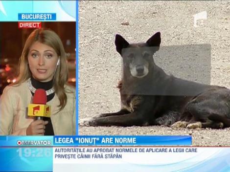 Autoritatile au aprobat ormele de aplicare ale legii cainilor vagabonzi