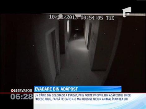 Un caine a evadat spectaculos dintr-un adapost, in statul american Colorado