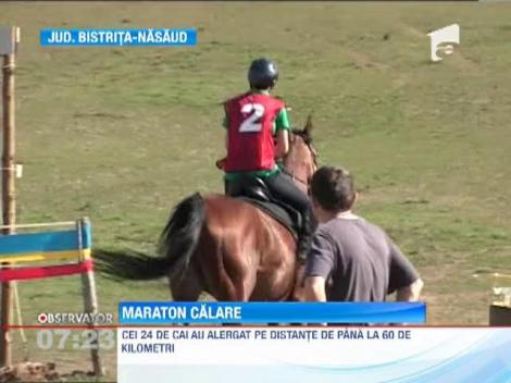 Cei mai rezistenti cai din Romania, in maraton la Campionatul National de Anduranta
