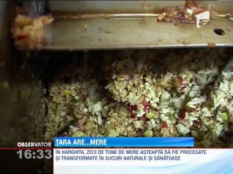 Recolta bogata de mere in judetul Harghita