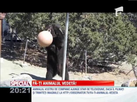 Fa-ti animalul vedeta!