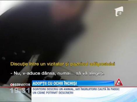 Cine vrea sa adopte un caine are nevoie de acordul politiei ca sa isi aleaga maidanezul preferat!