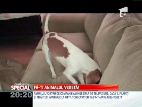 Cainele si sticla de plastic