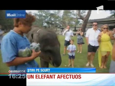 Surpriza in ziua nuntii: Imbratisare de elefant... la propriu