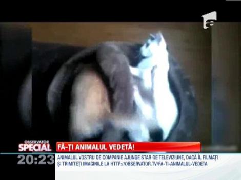 Fa-ti animalul vedeta!
