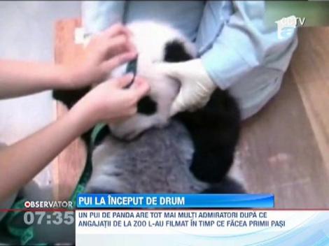 EMOTIONANT! Un pui de panda, filmat in timp ce facea primii pasi