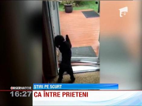 Prietenul la nevoie se cunoaste! O demonstreaza doi catelusi, "tovarasi" de joaca, din Statele Unite