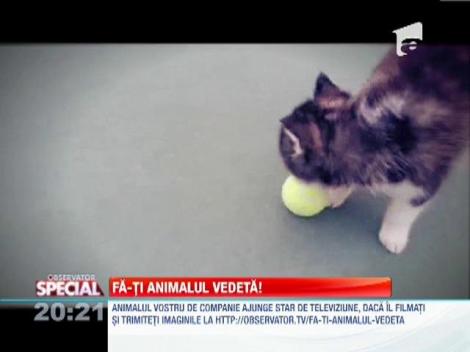 Fa-ti animalul vedeta!