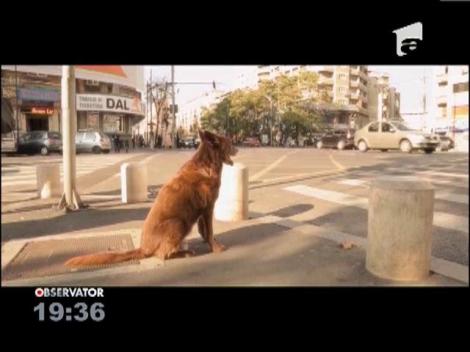 Adopta un caine! O noua campanie marca Observator