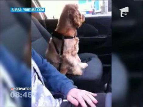 Cainele care se sperie de calatoriile cu masina